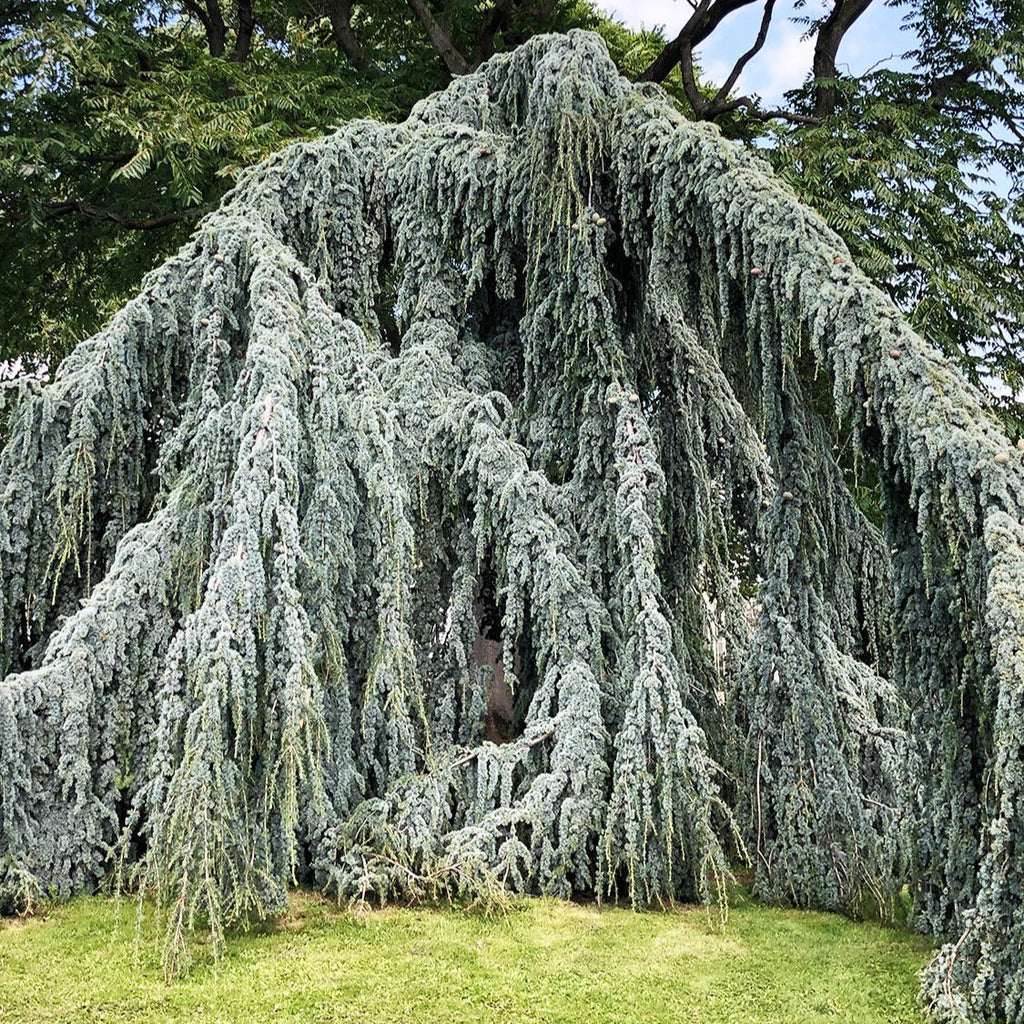Cedrus Atlantica Glauca Pendula | Cepellón