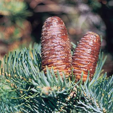 Abies Concolor