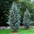 Cedrus Atlantica Glauca