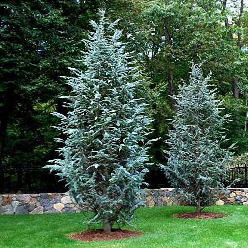 Cedrus Atlantica Glauca