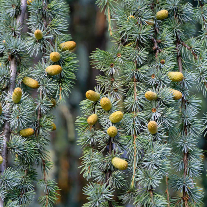 Cedrus Atlantica Glauca Pendula | Cepellón