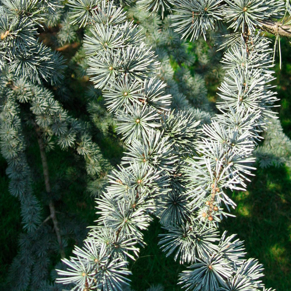 Cedrus Atlantica Glauca | Cepellón