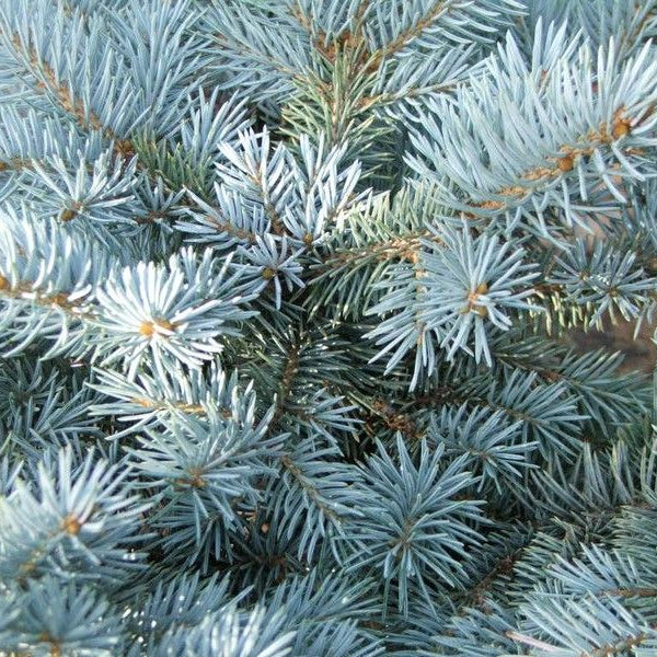 Picea Pungens "Glauca Globosa" | Cepellón
