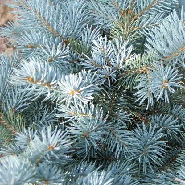 Picea Pungens "Glauca Globosa"