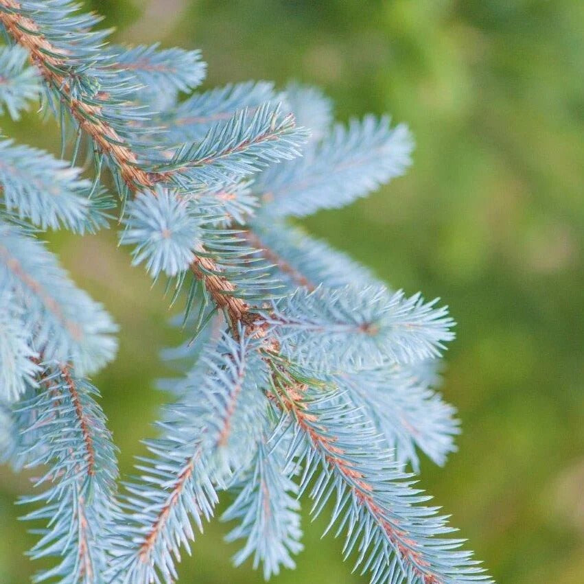Picea pungens | Coníferas ornamentales