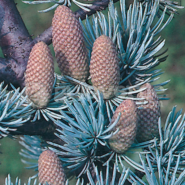 Cedrus Atlantica Glauca