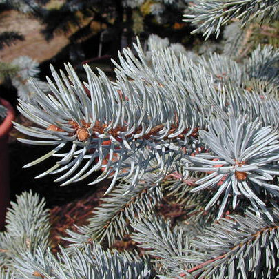 Picea pungens Super Blue Seedling (SBS)