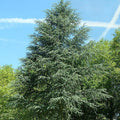 Cedrus Libani