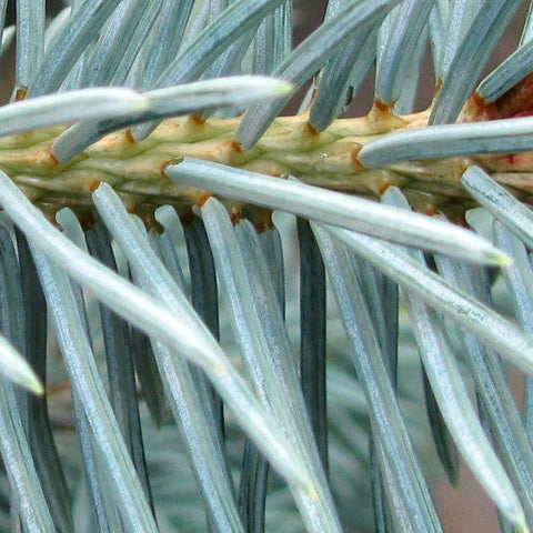 Picea Pungens Oldenburg | Cepellón