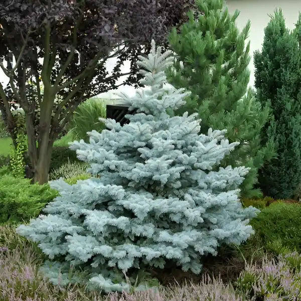 Picea pungens "Koster"