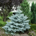 Picea pungens "Koster"