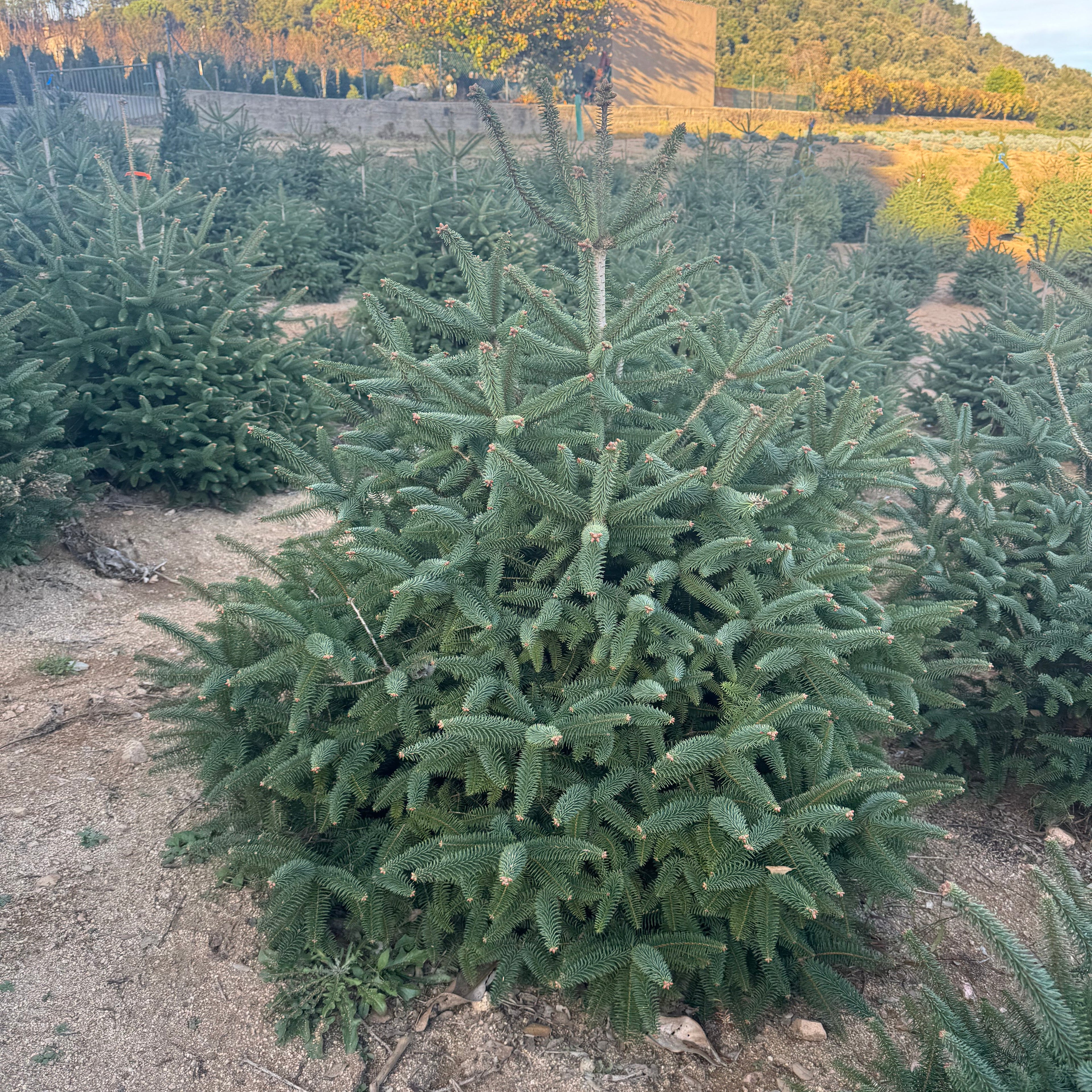 Green Christmas tree in a field with mountains in the background