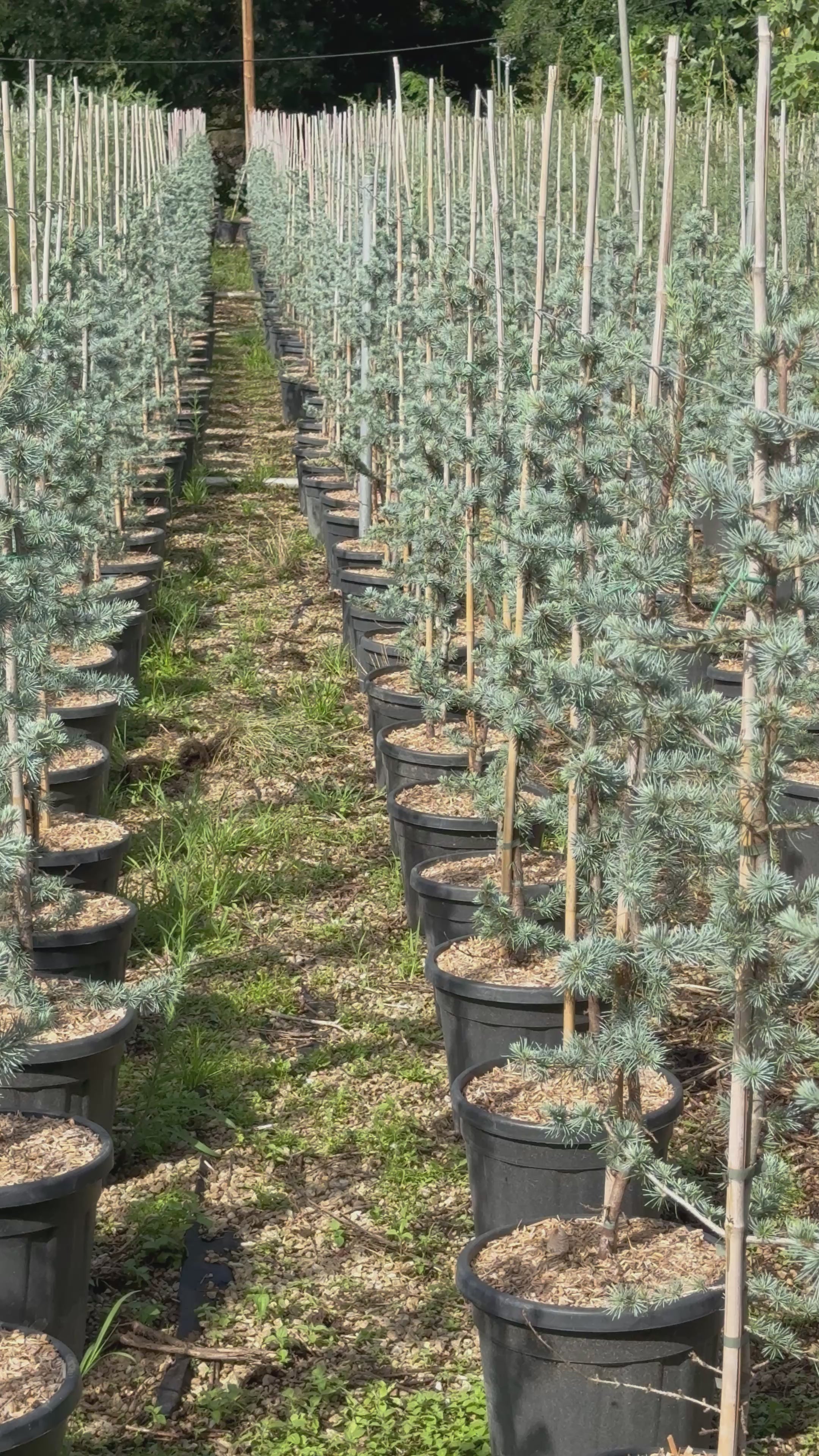 Cedrus Atlantica Glauca
