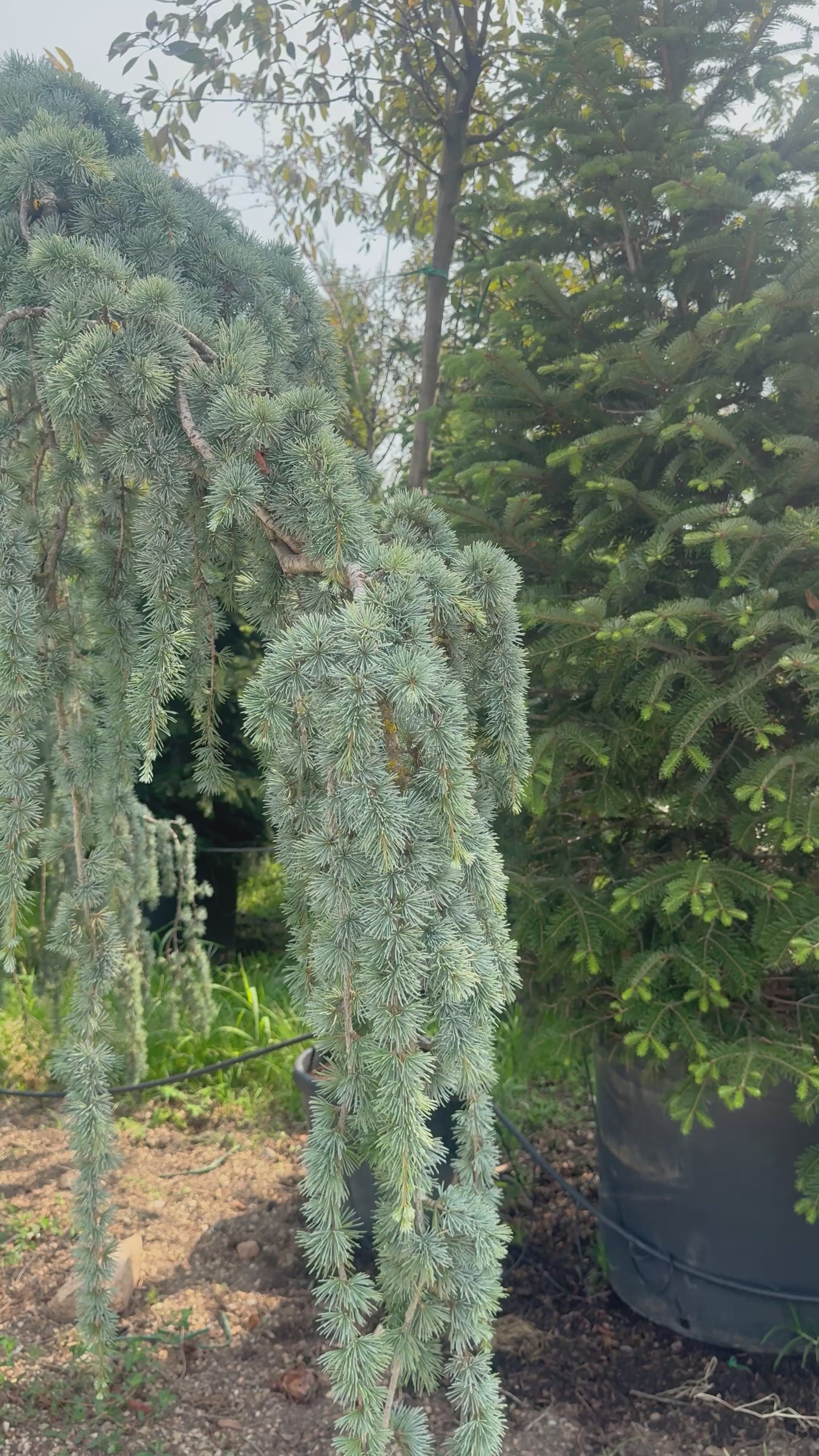 Cedrus Atlantica Glauca Pendula | Cepellón