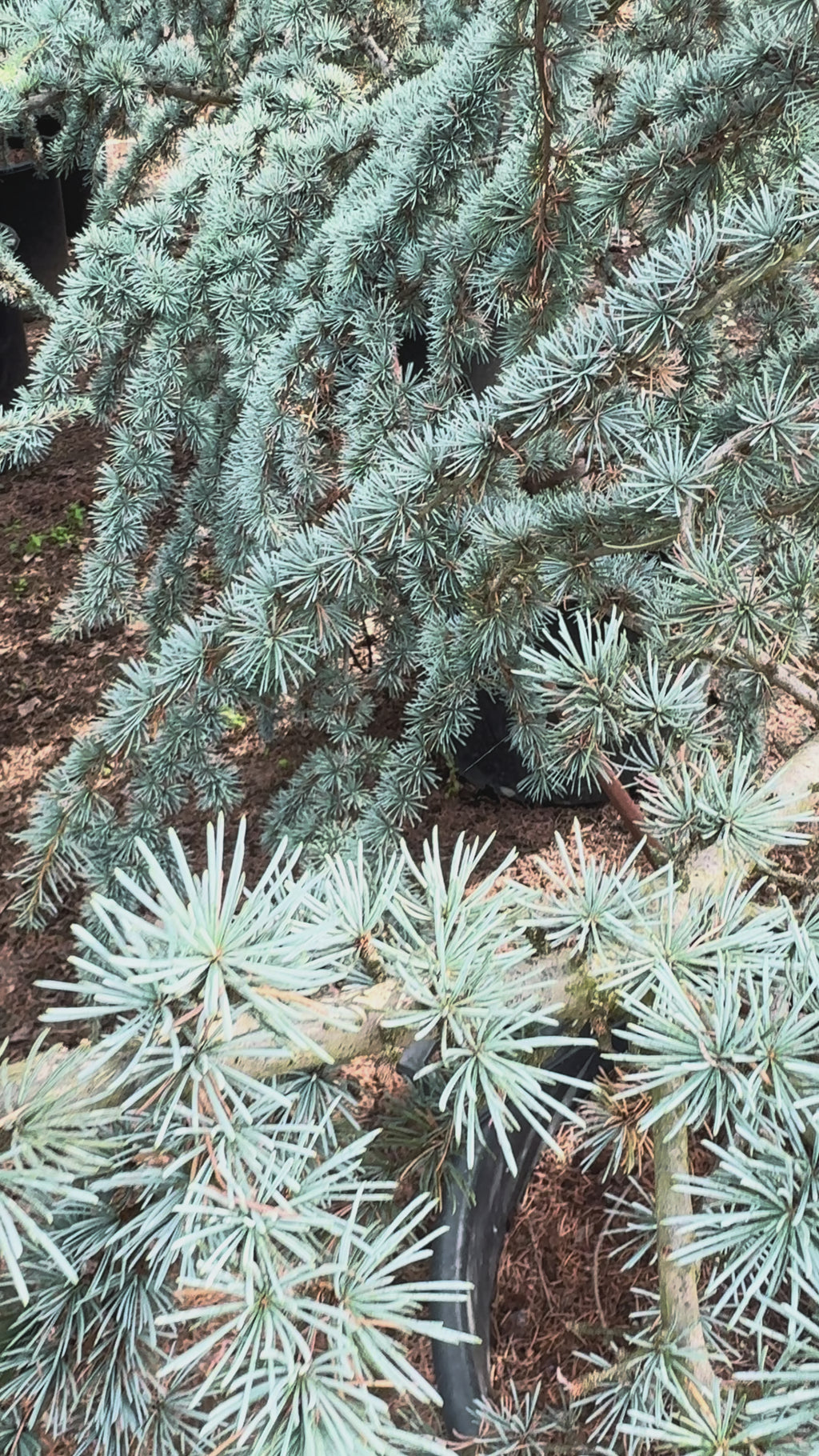 Cedrus Atlantica Glauca | Cepellón