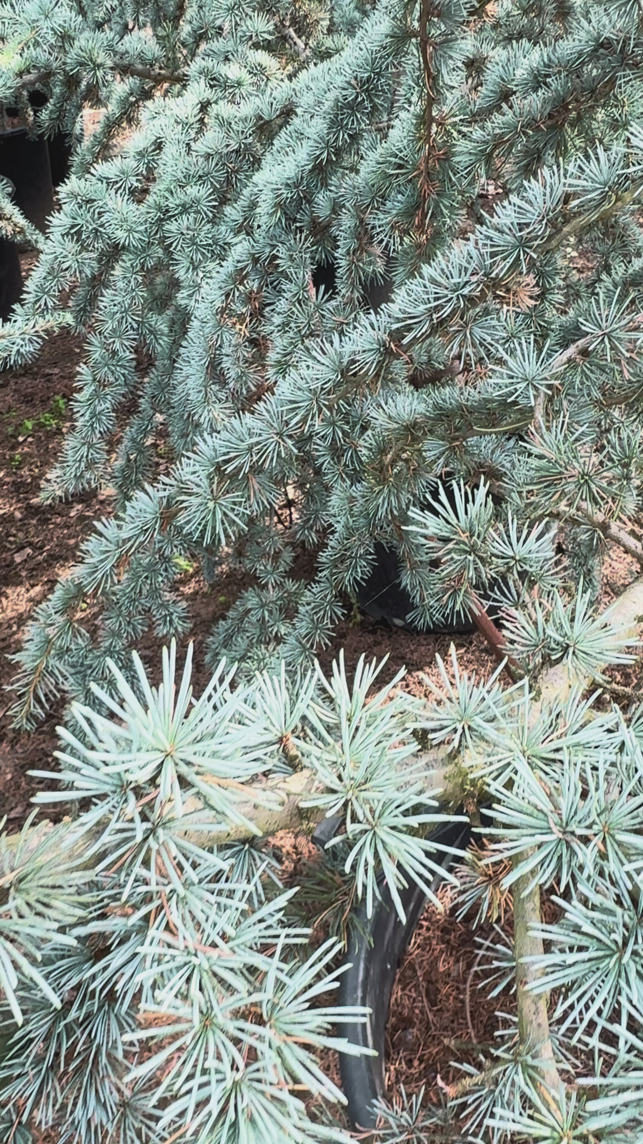 Cedrus Atlantica Glauca | Cepellón