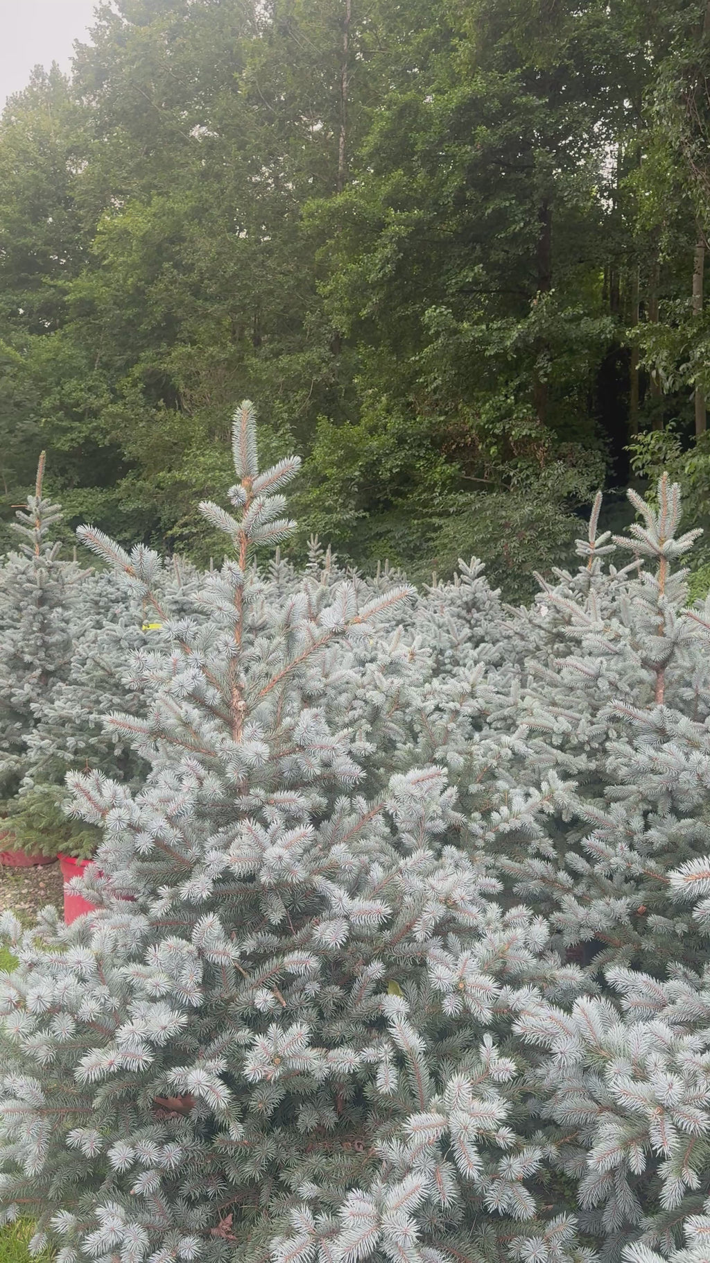 Picea pungens Super Blue Seedling (SBS)