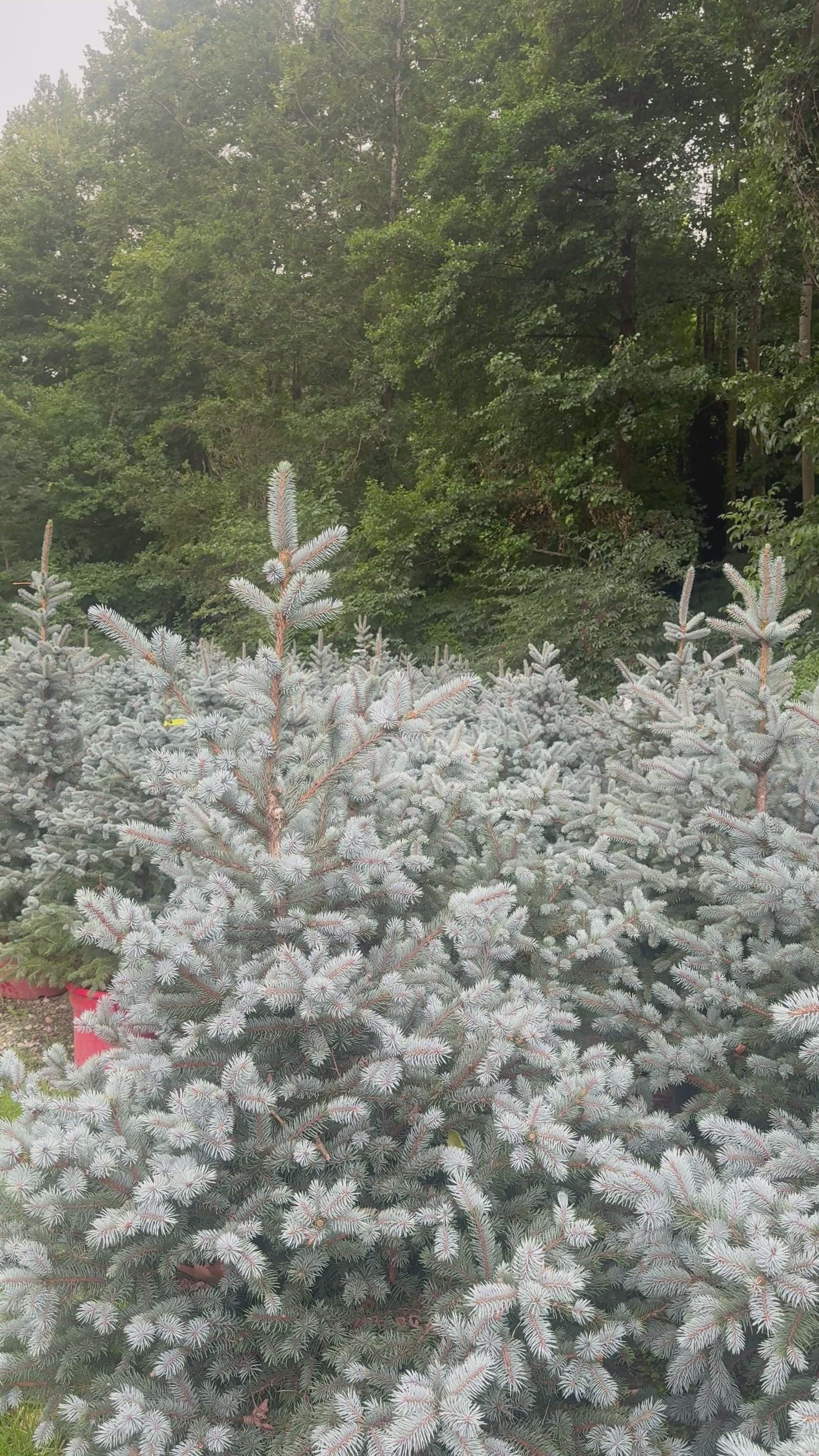 Picea pungens Super Blue Seedling (SBS)