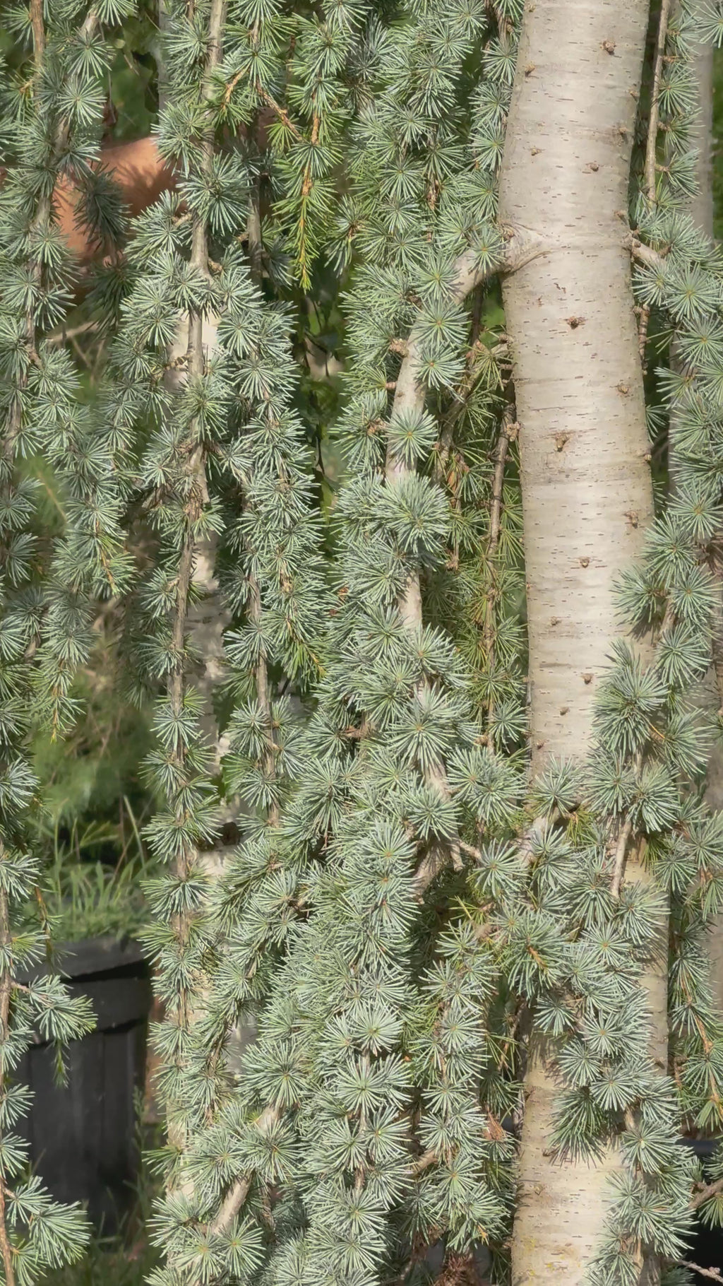 Cedrus Atlantica Glauca Pendula | Cepellón