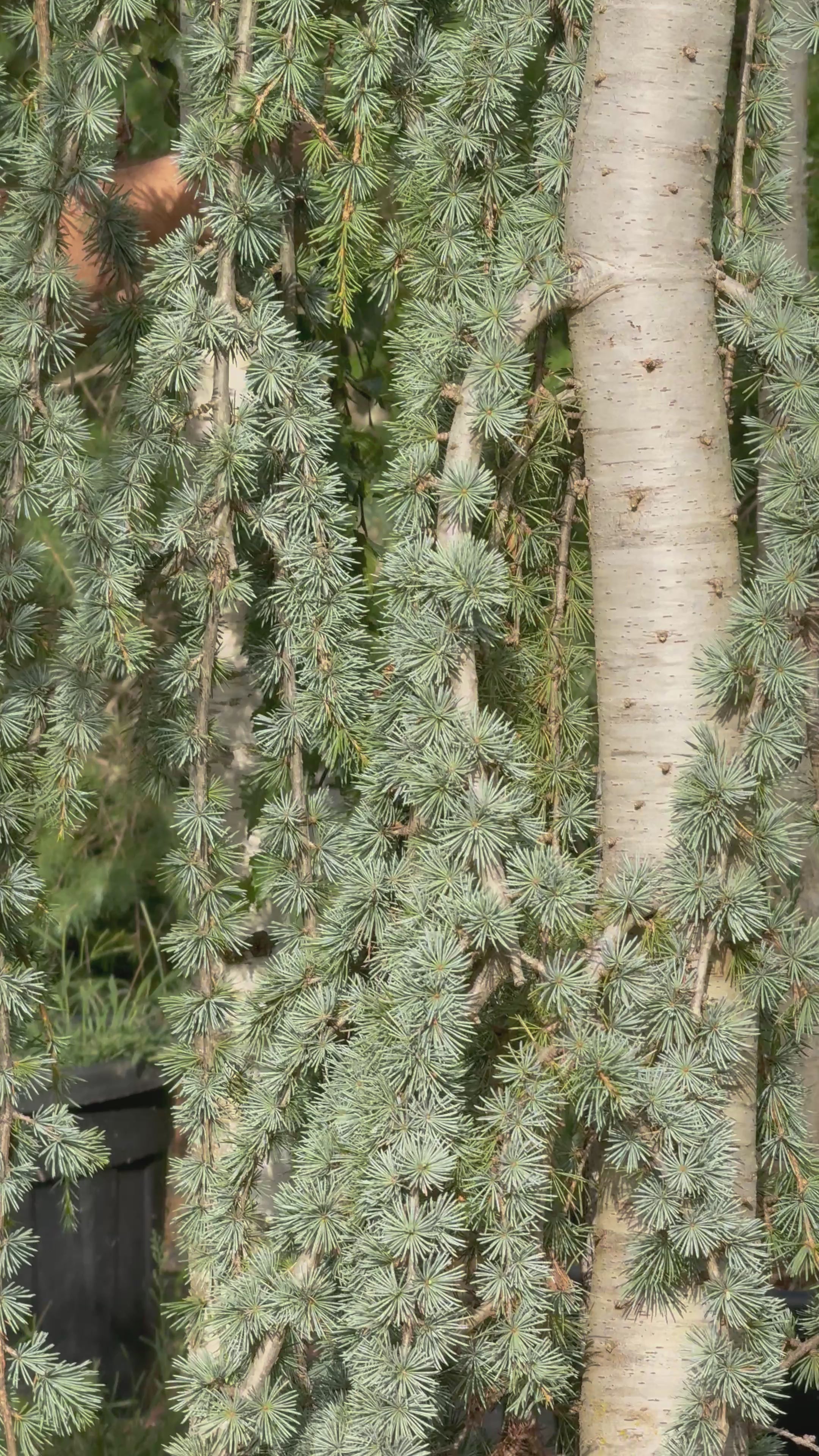 Cedrus Atlantica Glauca Pendula | Cepellón