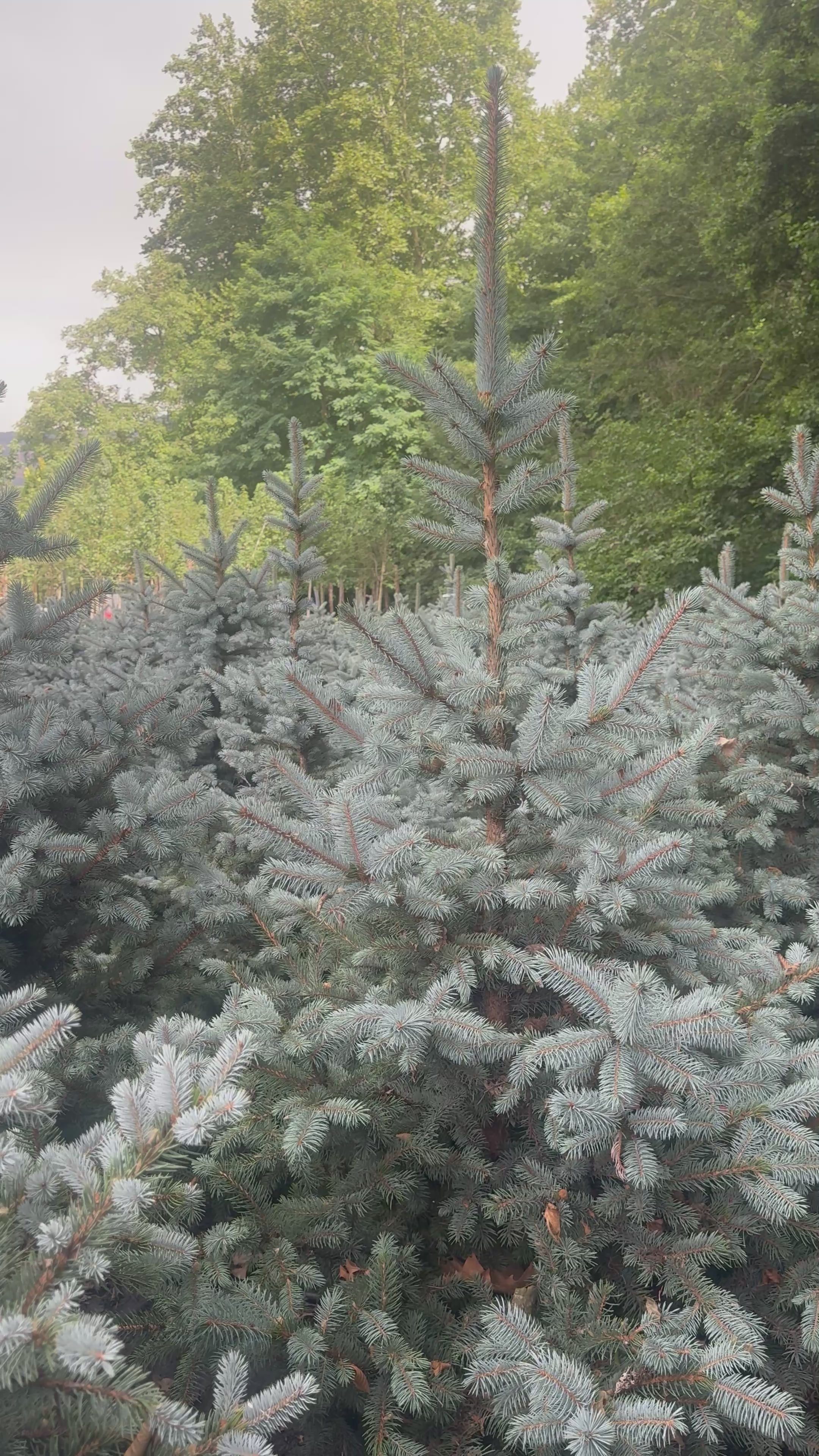 Picea pungens Super Blue Seedling (SBS)